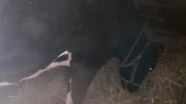 ОШИБКИ при ЗАПУСКЕ КОРОВЫ. смотреть онлайн