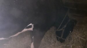 ОШИБКИ при ЗАПУСКЕ КОРОВЫ.