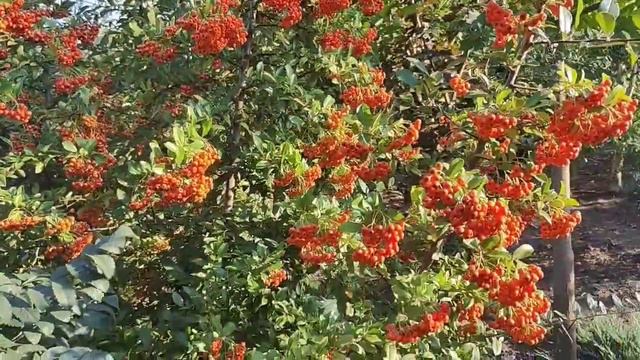 Піраканта оранж чармер та солей де оро. Красуні з шипами 🤗🥰 смотреть онлайн