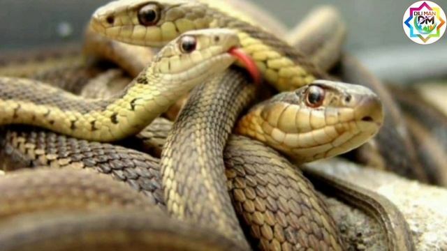 مار در خواب چه معنا دارد ؟ Мор дар хоб чи маъно дорад смотреть онлайн