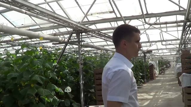 ПОЛЬЗА БИОЛОГИЧЕСКОЙ ЗАЩИТЫ РАСТЕНИЙ ОТ НАСЕКОМЫХ-ВРЕДИТЕЛЕЙ В ТЕПЛИЦЕ смотреть онлайн