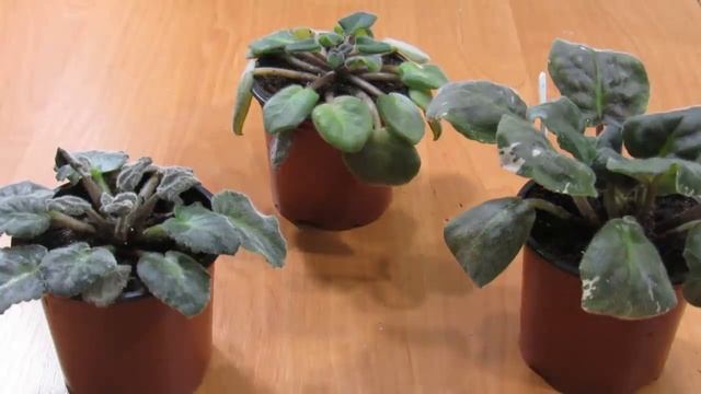 ФИАЛКА ПРОПАДАЕТ ПОСЛЕ ПЕРЕСАДКИ . ЗАГНИВАНИЕ смотреть онлайн