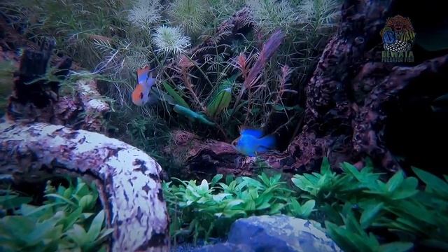 A New Video. Red Golden Diamond Discus And Altum. Henri Ang Yao Yi