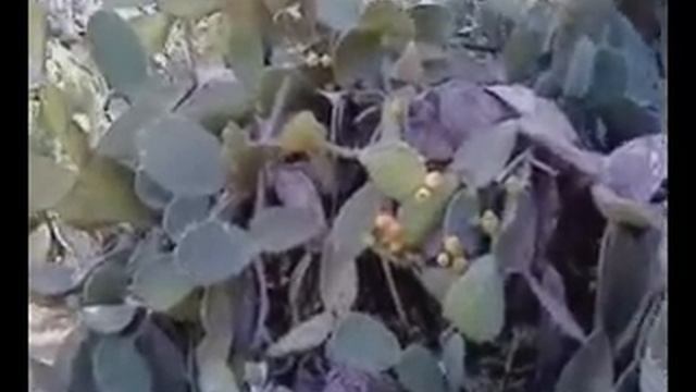 Плоды израильской опунции (сабрас) смотреть онлайн