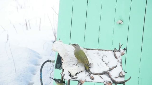 Седой зеленый дятел ( девочка) на кормушке во всей красе 13.03.21 смотреть онлайн