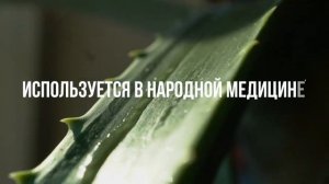 ВОТ ЧТО ТВОРИТ АЛОЭ! ПОЛЬЗА И ВРЕД АЛОЭ