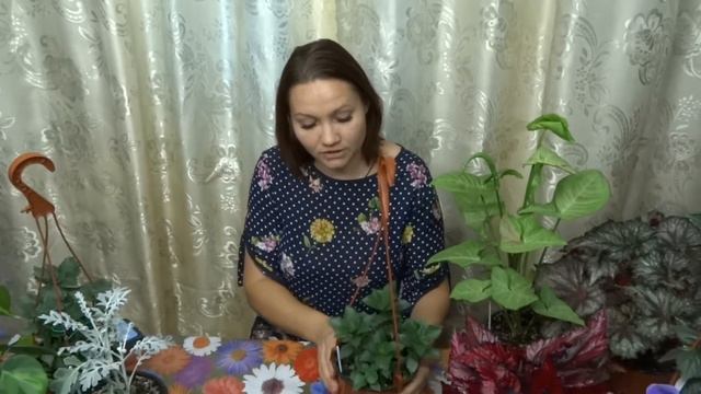 КОМНАТНЫЕ ЦВЕТЫ. АХИМЕНЕСЫ (КАК Я ДЕЛАЮ ПЕРЕВАЛКУ). смотреть онлайн