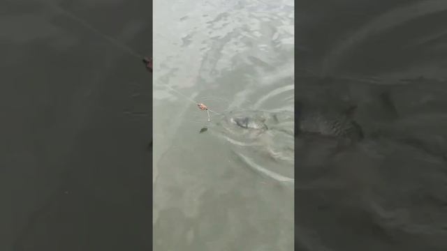 Рыба Веселится