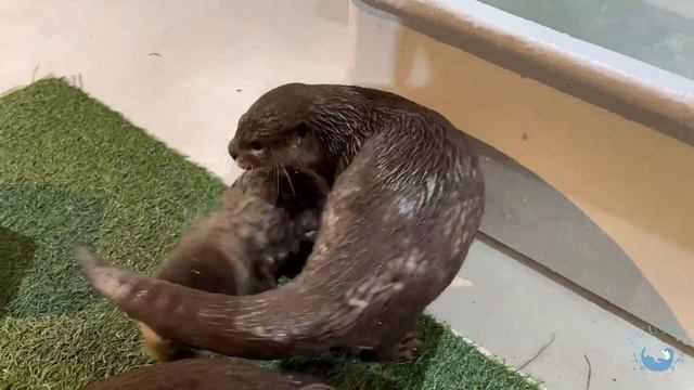 Calling Baby Otter смотреть онлайн