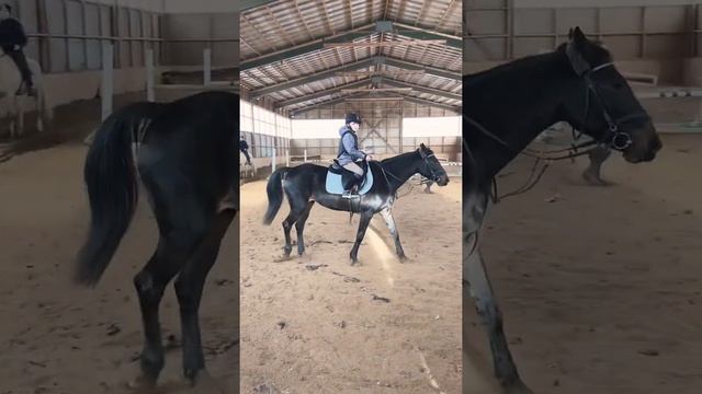 Лошади Самые красивые животные Мой Блог #shorts #лошади #лошадь #конныйспорт #shorts смотреть онлайн