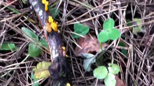 Грибы Ноября. Вешенки. Дрожалки Оранжевые. Трутовик ТСЖ. смотреть онлайн