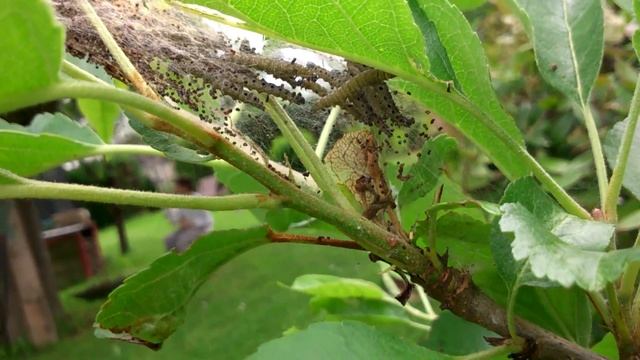 Паутинное гнездо гусениц на яблоне. Яблонная моль смотреть онлайн