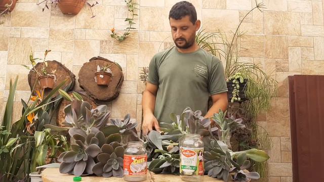 ECHEVERIA METALLICA MUDAS (RSTOLENTINO JARDINEIRO) смотреть онлайн