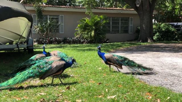 Florida Wildlife. Павлины как домашние животные в городке Fort Lauderdale, Tarpon River peacocks смотреть онлайн