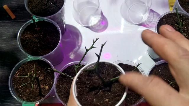 Понцирус или Дикий Лимон смотреть онлайн