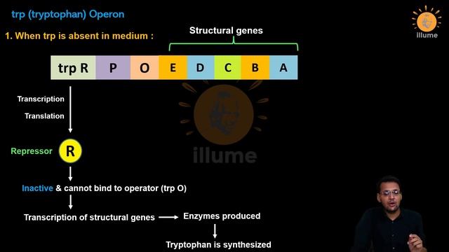 Regulation of Gene Expression 2 | Operon Concept | lac Operon | trp Operon | Dr Ghanshyam Jangid смотреть онлайн