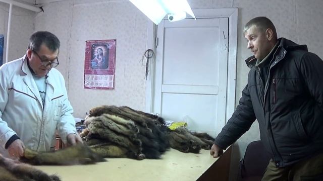 Регион 88 | Сдаю пушнину в поселке. Как получить участок для промысла соболя. смотреть онлайн