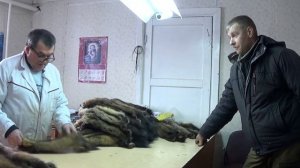 Регион 88 | Сдаю пушнину в поселке. Как получить участок для промысла соболя.