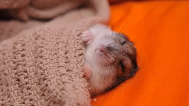 ??? 3 HOURS of the best sleep music. Lullaby. HAMSTERS of 2022. Magic hamster. смотреть онлайн