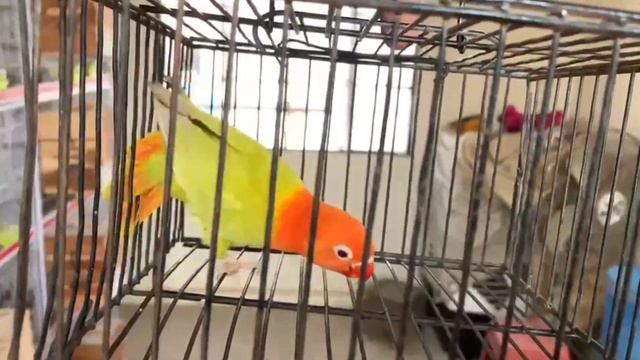 Green Opaline Split to Yellow-faced (Pale-Fellow) Lovebirds - Unique Color Mutation @Justahmed4u смотреть онлайн