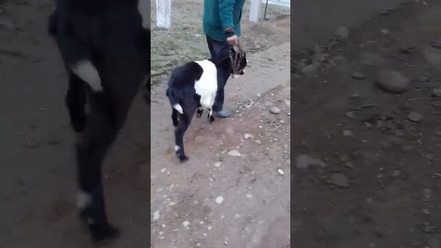 Сутенерша Іспас) смотреть онлайн