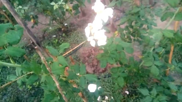 Masora rose at Bạc Liêu 01 /10 /2018 смотреть онлайн