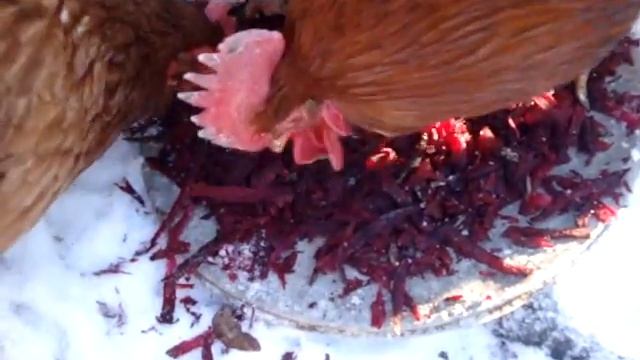 Кормление кур зимой КРАСНОЙ СВЕКЛОЙ повышает яйценоскость В РАЗЫ смотреть онлайн