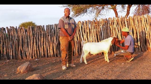 How to select a pure/ full blood boer goat смотреть онлайн