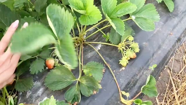 Mustache pruning and strawberry care/Strawberries from Victoria смотреть онлайн