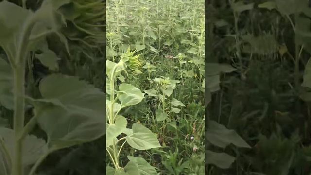 Кочевка на подсолнух и осот продолжается! смотреть онлайн