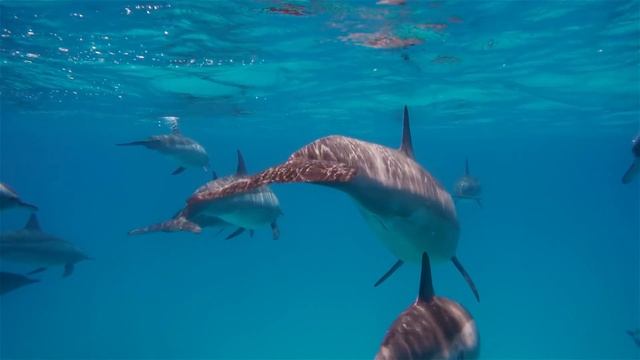 3 HOURS Of 4K Underwater Wonders + Relaxing Music - Coral Reefs & Colorful Sea Life In UHD