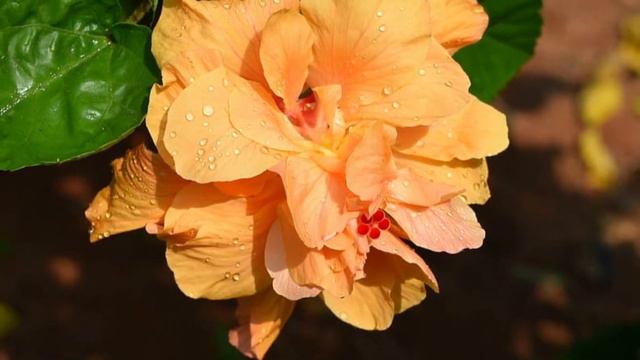 Most beautiful hibiscus flowers.. смотреть онлайн