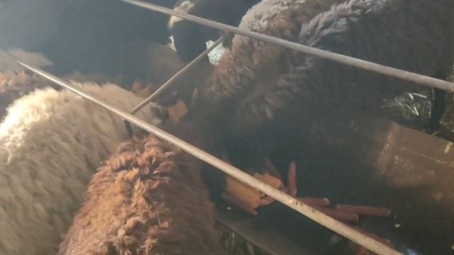 (922) тренировки желудков Кочкорят с Откорма смотреть онлайн