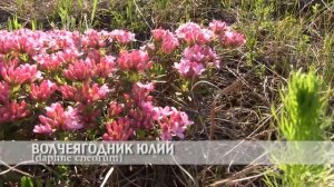 волчеягодник юлии