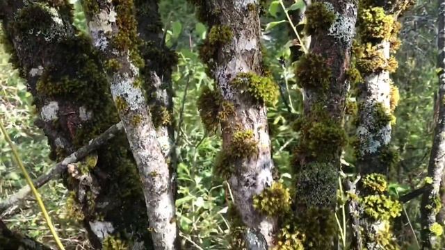 Обзор земли в сентябре 2020 в самом сердце Валдая / Как лечить деревья? смотреть онлайн