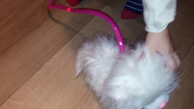 AniMagic игрушка кот Пушинка на поводке , White cat on the leash toy Vivid смотреть онлайн