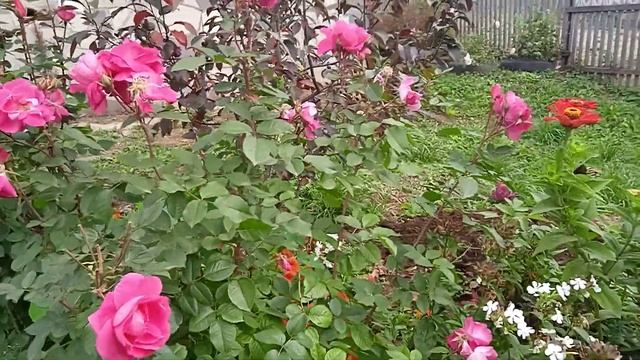 ах эта осень за окном кидает листья........ сады на среднем Урале смотреть онлайн