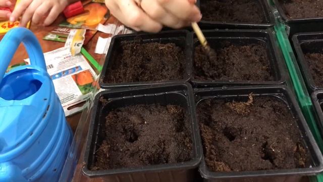 Сажаем перцы Шоколадница, Севилья, Лимонное чудо, Стенли, Биг Гёрл. смотреть онлайн