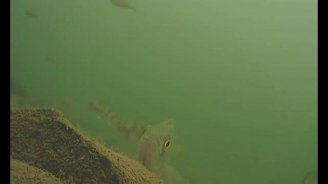 Артинский пруд на глубине 4 метра. Подводная съемка. смотреть онлайн