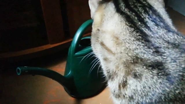 Как правильно поливать Авокадо смотреть онлайн