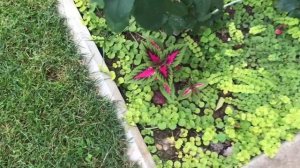 Сезон колеусов 2023 года - обзор коллекции колеусов