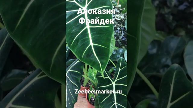 Алоказия Фрайдек. Обзор товара смотреть онлайн