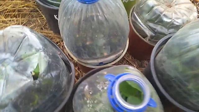 Черенки роз. Сколько и куда посадила. смотреть онлайн