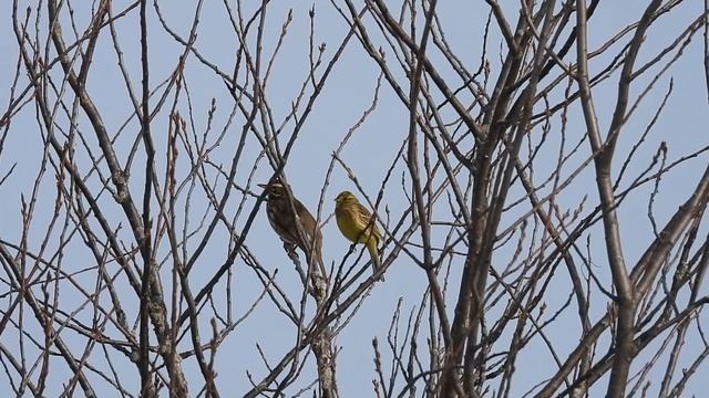 №3255 03 04 2023 Белобровик и овсянка смотреть онлайн