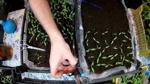 ПИКИРОВКА ТОМАТОВ БЕЗ КОРНЯ. ПРОВЕРЕННЫЙ СПОСОБ