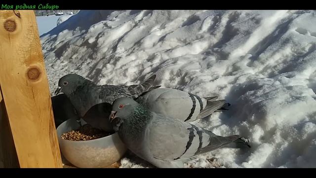 Мой разговорчивый котик и самый красивый голубь Мира! смотреть онлайн