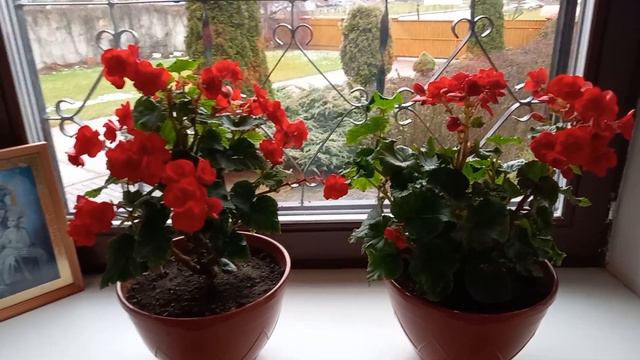 мои мужественные бегонии. смотреть онлайн