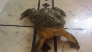 Лягушки Монстры / Самые Большие Жабы в Мире