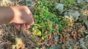 Виноград Подарок Никополю.Опыление.