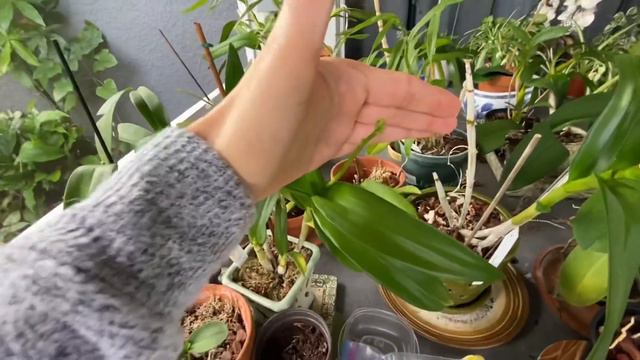 Vanilla planifolia & Orchid update January 21, 2022 смотреть онлайн